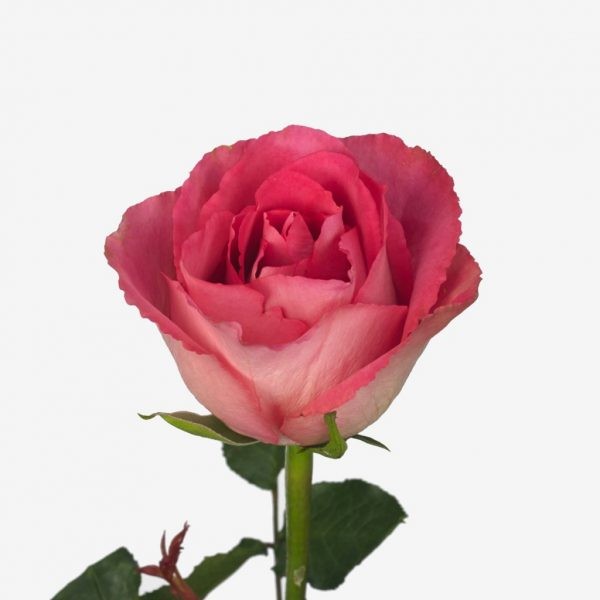 Pink Roses